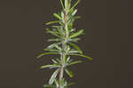 Apalachicola false rosemary